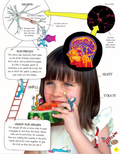 Human Body - The Little Brainwaves Investigate